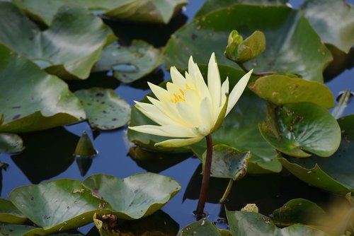 water lily  aquatic  vegetation