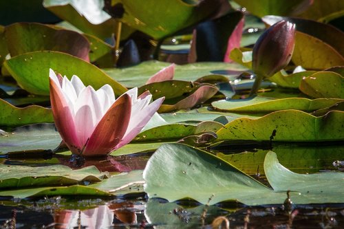 water lily  pond  flower