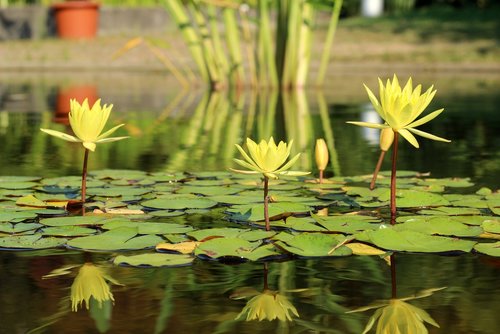 water lily  lake rosengewächs  pond