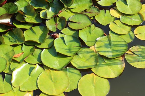 water lily  leaves  pond