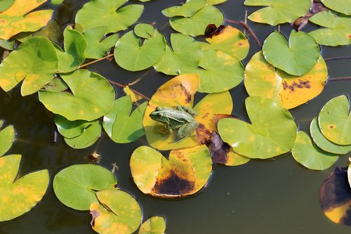 water lily  lily pad  frog