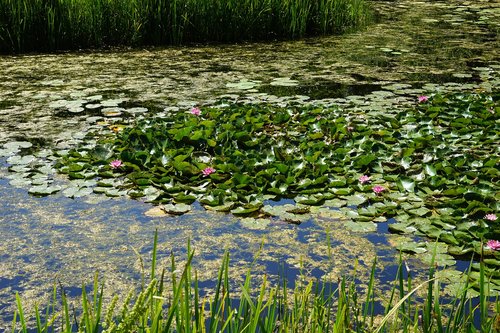 water lily  lake  nature