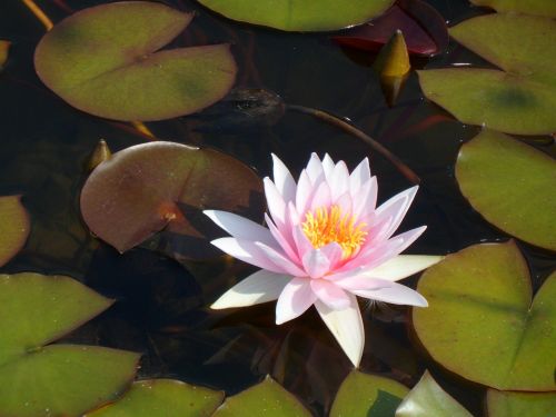 water lily nature nuphar