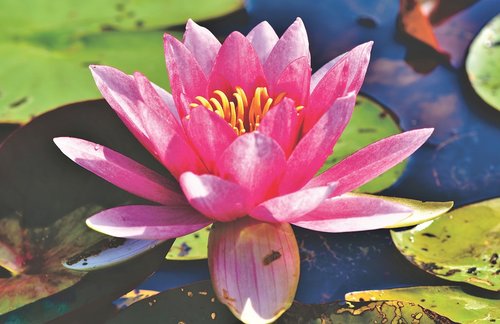 water lily  aquatic plant  blossom