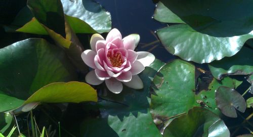 water lily flower aquatic plant