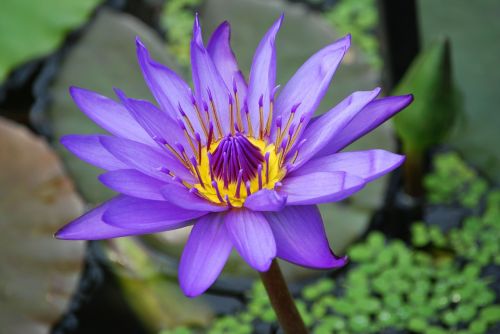 water lily flower pond