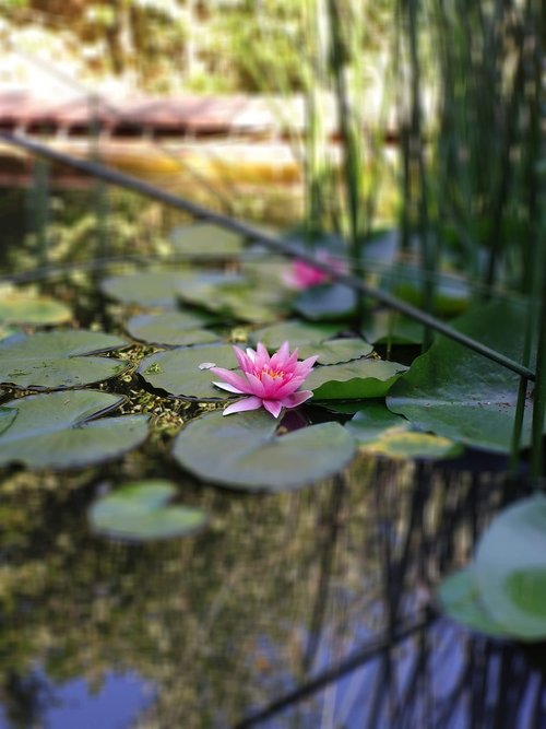 water lily  pond  garden pond