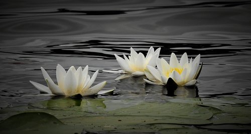 water lily  lake  nature