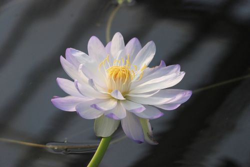 water lily bloom pond