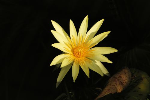 water lily bloom pond