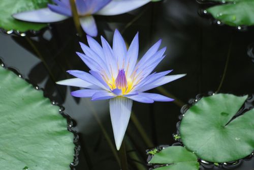 water lily bloom leaf