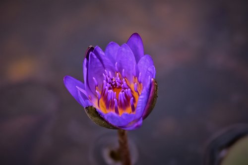 water lily  flower  bloom