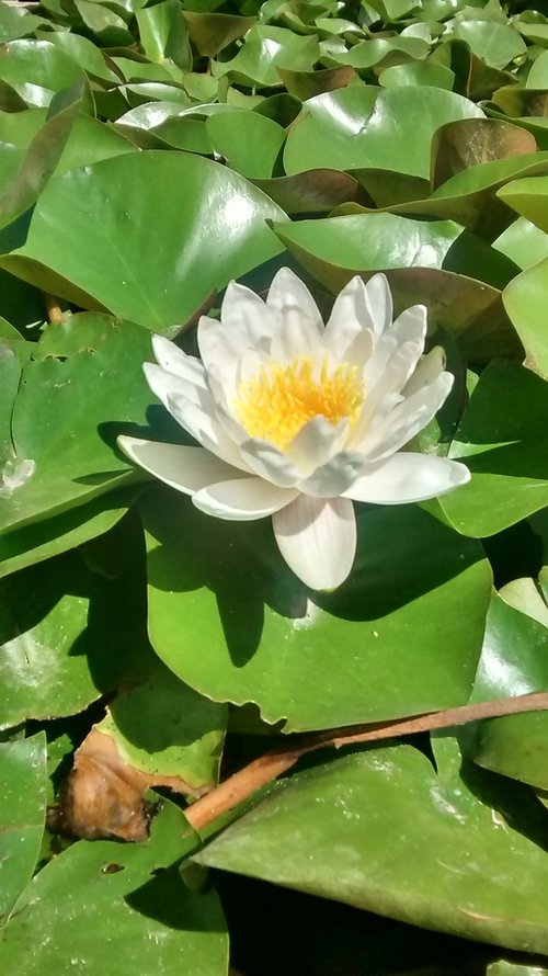 water lily  flower  plants