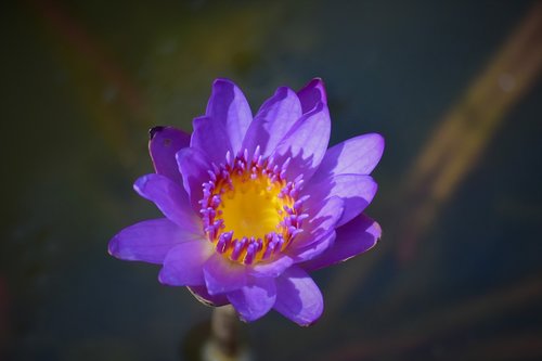 water lily  purple  flower