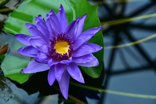 water lily  purple  flower