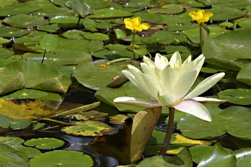 water lily  nature  pond