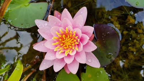 water lily  pink  flower