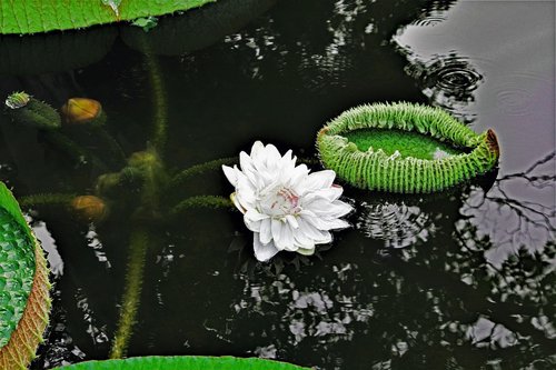 water lily  huge  leaf