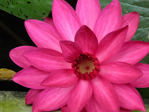 water lily  nature  flower