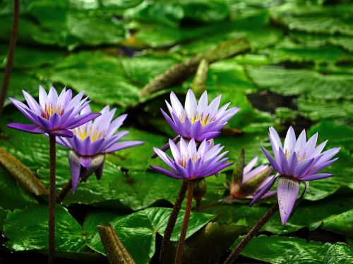 water lily flower pond