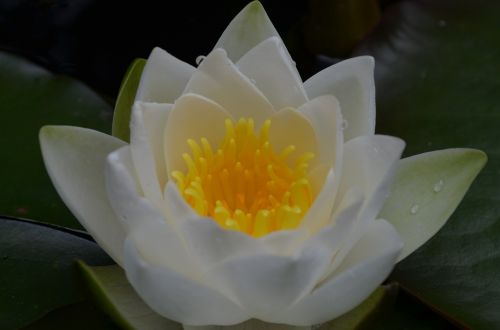 water lily white flower aquatic plant