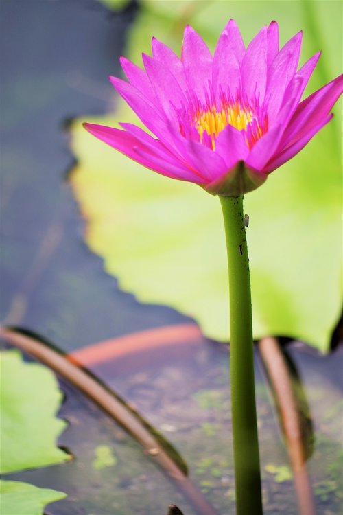 water lily  solitaire  leaf