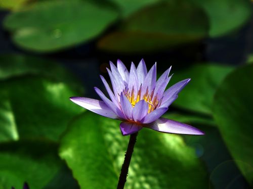 water lily flower pond