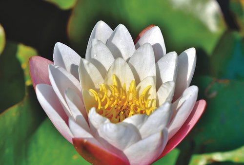 water lily  pond  lake