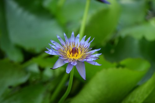 water lily  aquatic  flower