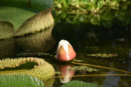 water lily  flower buds  flower