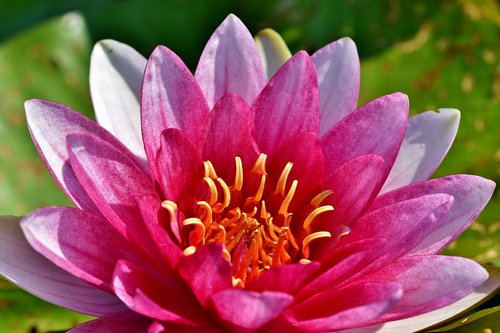 water lily  pond  lake