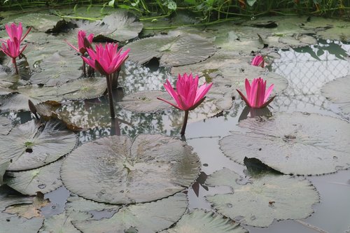 water lily  dark pink  water