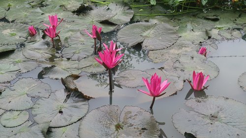 water lily  dark pink  flower