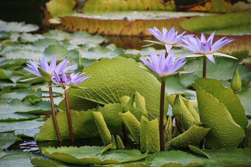water lily  purple  flower