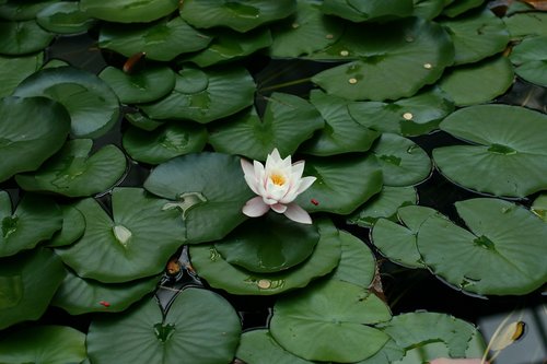 water lily  plant  water