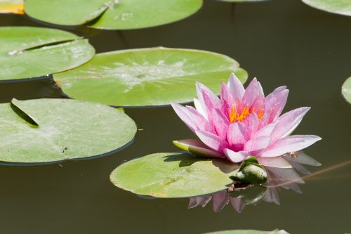 water lily lake lotus