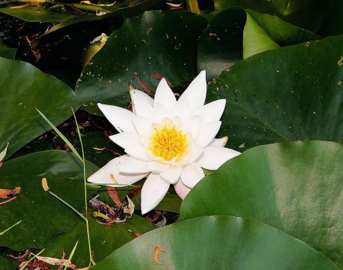 water lily pond white