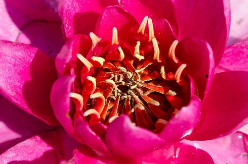 water lily  blossom  bloom