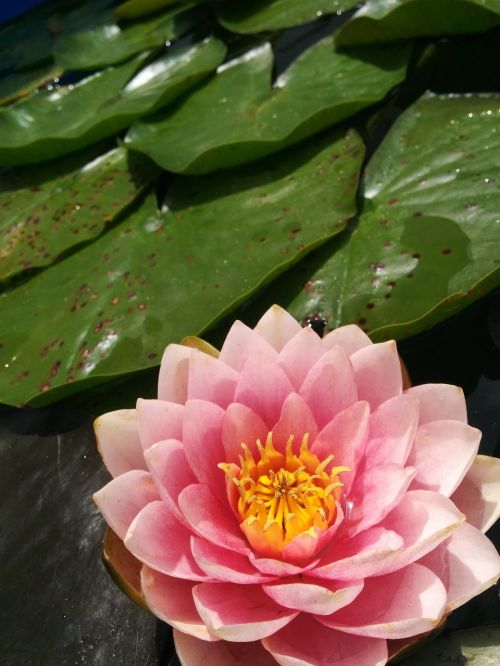 water lily lily pad pond
