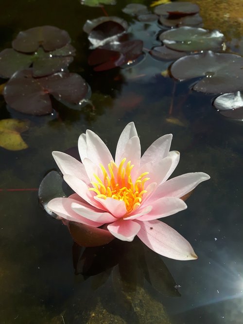 water lily  blossom  bloom