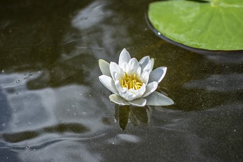 water lily  water  summer