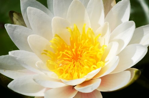 water lily  flower  lake