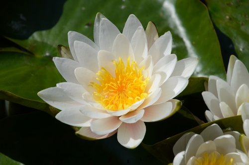 water lily  flower  nature