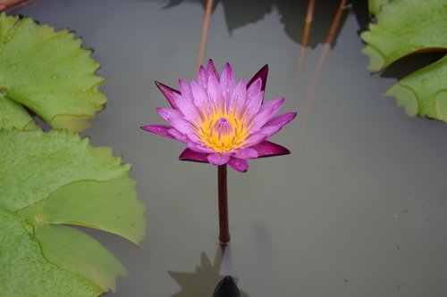 water lily  flower  pond