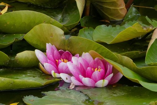 water lily  ditch  flower