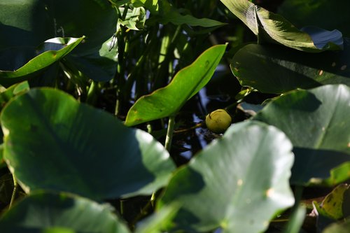 water-lily  flower  yellow