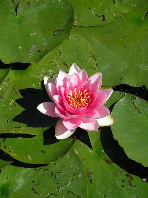 water lily water pond