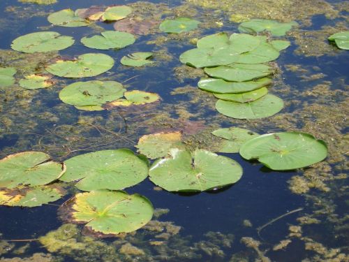 water lily leaves pond