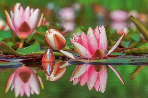 water lily  flower  pond