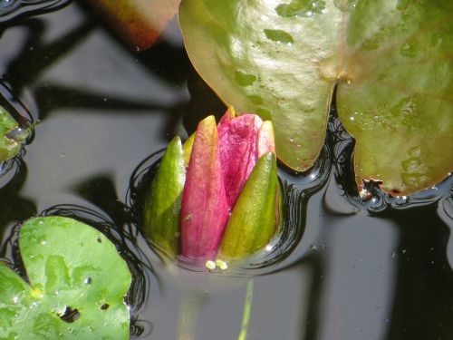 water lily pond bud